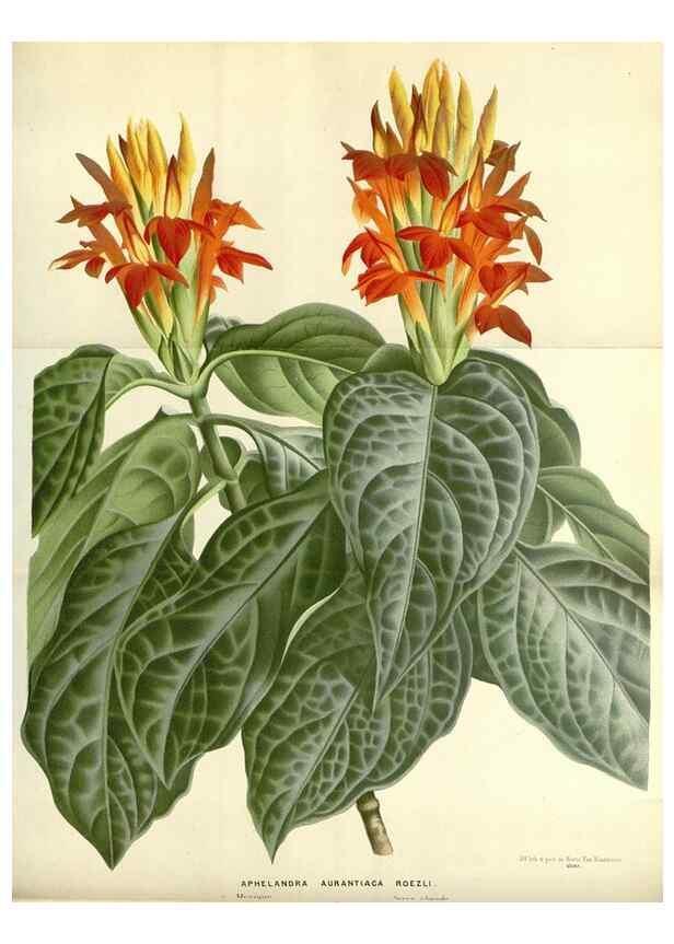 Reproducción/Reproduction 49587927391: Flore des serres et des jardins de l'Europe. A Gand :chez Louis van Houtte, eÌditeur,1845-1880.. 