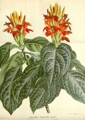 Reproducción/Reproduction 49587927391: Flore des serres et des jardins de l'Europe. A Gand :chez Louis van Houtte, eÌditeur,1845-1880.. 