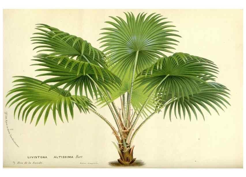 Reproducción/Reproduction 49587927101: Flore des serres et des jardins de l'Europe. A Gand :chez Louis van Houtte, eÌditeur,1845-1880.. 