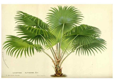 Reproducción/Reproduction 49587927101: Flore des serres et des jardins de l'Europe. A Gand :chez Louis van Houtte, eÌditeur,1845-1880.. 