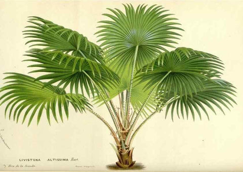 Reproducción/Reproduction 49587927101: Flore des serres et des jardins de l'Europe. A Gand :chez Louis van Houtte, eÌditeur,1845-1880.. 