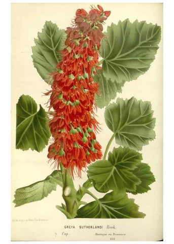 Reproducción/Reproduction 49587926866: Flore des serres et des jardins de l'Europe. A Gand :chez Louis van Houtte, eÌditeur,1845-1880.. 