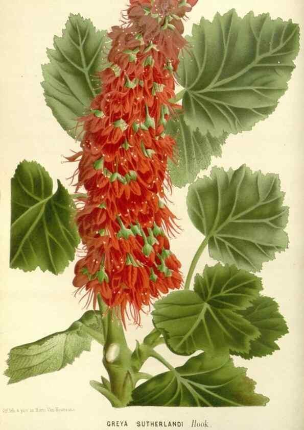 Reproducción/Reproduction 49587926866: Flore des serres et des jardins de l'Europe. A Gand :chez Louis van Houtte, eÌditeur,1845-1880.. 