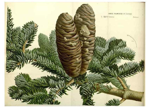 Reproducción/Reproduction 49587923061: Flore des serres et des jardins de l'Europe. A Gand :chez Louis van Houtte, eÌditeur,1845-1880.. 