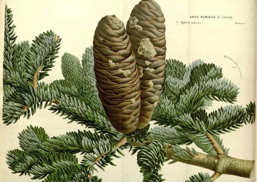 Reproducción/Reproduction 49587923061: Flore des serres et des jardins de l'Europe. A Gand :chez Louis van Houtte, eÌditeur,1845-1880.. 