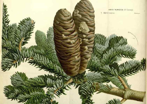 Reproducción/Reproduction 49587923061: Flore des serres et des jardins de l'Europe. A Gand :chez Louis van Houtte, eÌditeur,1845-1880.. 