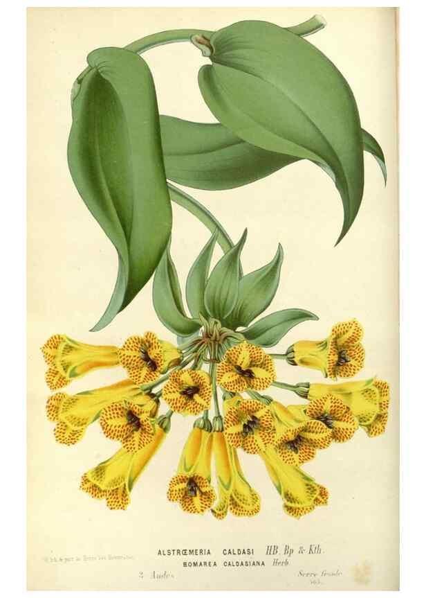 Reproducción/Reproduction 49587923296: Flore des serres et des jardins de l'Europe. A Gand :chez Louis van Houtte, eÌditeur,1845-1880.. 