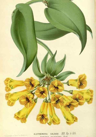 Reproducción/Reproduction 49587923296: Flore des serres et des jardins de l'Europe. A Gand :chez Louis van Houtte, eÌditeur,1845-1880.. 