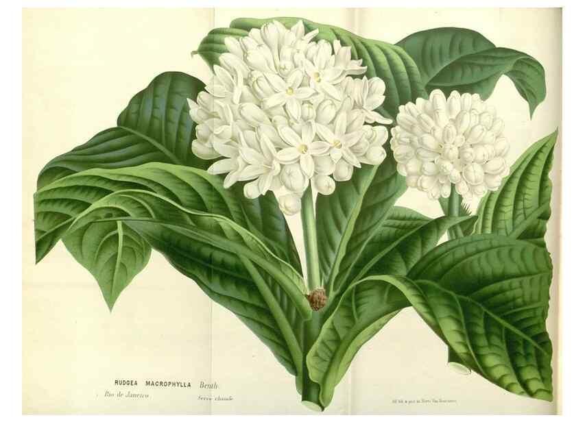 Reproducción/Reproduction 49587923526: Flore des serres et des jardins de l'Europe. A Gand :chez Louis van Houtte, eÌditeur,1845-1880.. 