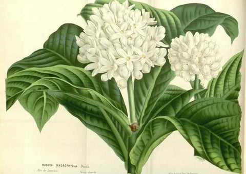 Reproducción/Reproduction 49587923526: Flore des serres et des jardins de l'Europe. A Gand :chez Louis van Houtte, eÌditeur,1845-1880.. 