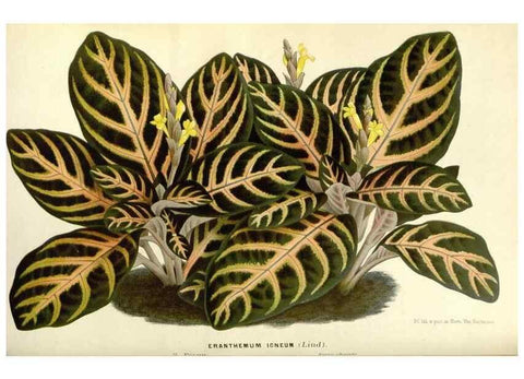 Reproducción/Reproduction 49587428768: Flore des serres et des jardins de l'Europe. A Gand :chez Louis van Houtte, eÌditeur,1845-1880.. 