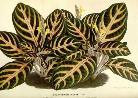 Reproducción/Reproduction 49587428768: Flore des serres et des jardins de l'Europe. A Gand :chez Louis van Houtte, eÌditeur,1845-1880.. 