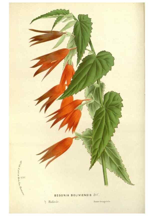Reproducción/Reproduction 49587428993: Flore des serres et des jardins de l'Europe. A Gand :chez Louis van Houtte, eÌditeur,1845-1880.. 