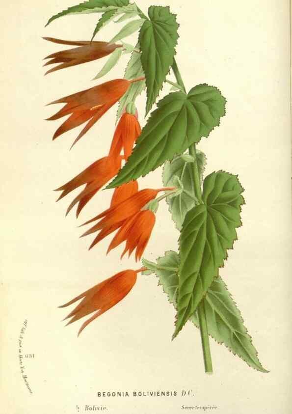 Reproducción/Reproduction 49587428993: Flore des serres et des jardins de l'Europe. A Gand :chez Louis van Houtte, eÌditeur,1845-1880.. 