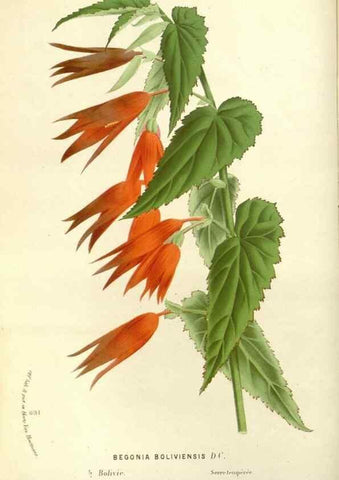 Reproducción/Reproduction 49587428993: Flore des serres et des jardins de l'Europe. A Gand :chez Louis van Houtte, eÌditeur,1845-1880.. 