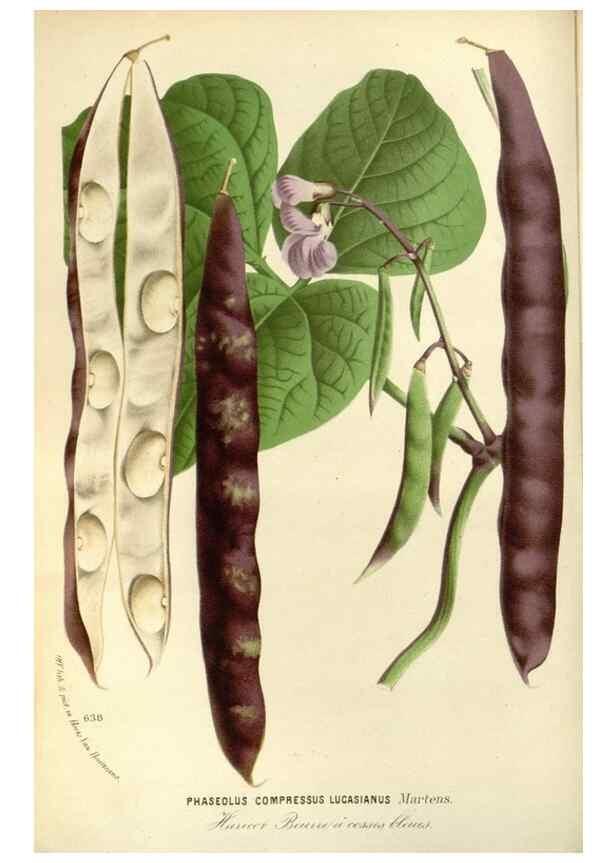Reproducción/Reproduction 49587924231: Flore des serres et des jardins de l'Europe. A Gand :chez Louis van Houtte, eÌditeur,1845-1880.. 