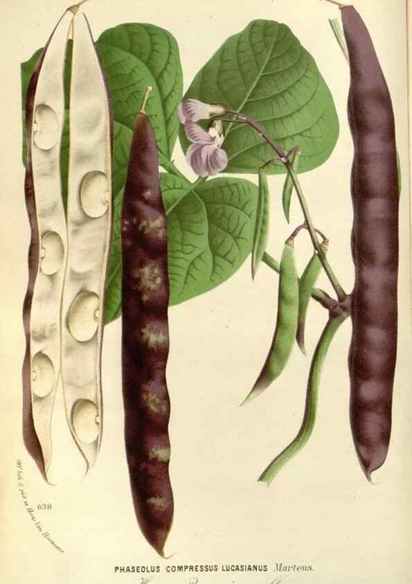 Reproducción/Reproduction 49587924231: Flore des serres et des jardins de l'Europe. A Gand :chez Louis van Houtte, eÌditeur,1845-1880.. 
