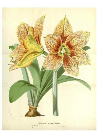 Reproducción/Reproduction 49588169132: Flore des serres et des jardins de l'Europe. A Gand :chez Louis van Houtte, eÌditeur,1845-1880.. 