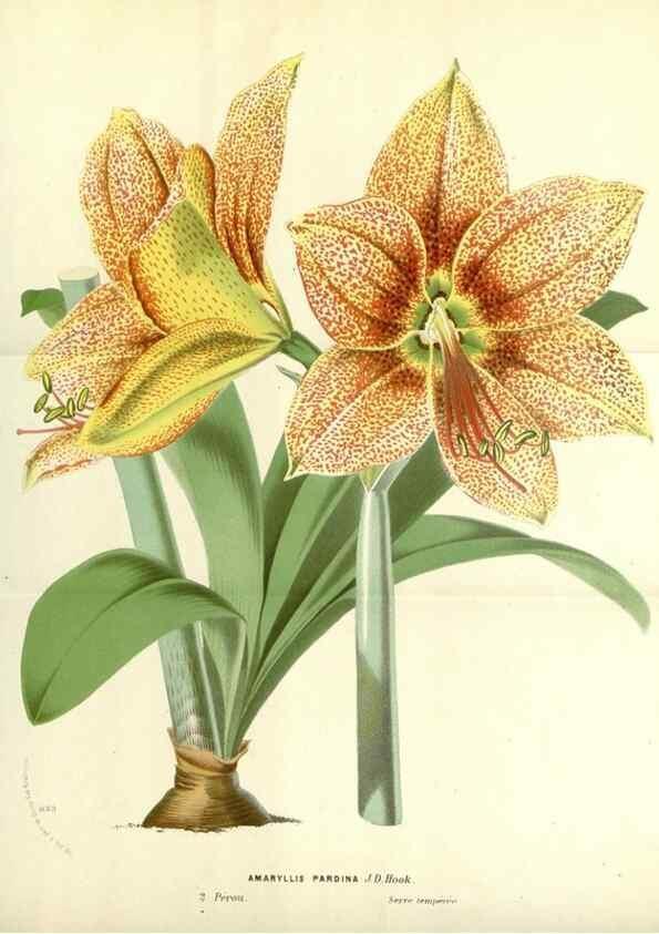 Reproducción/Reproduction 49588169132: Flore des serres et des jardins de l'Europe. A Gand :chez Louis van Houtte, eÌditeur,1845-1880.. 