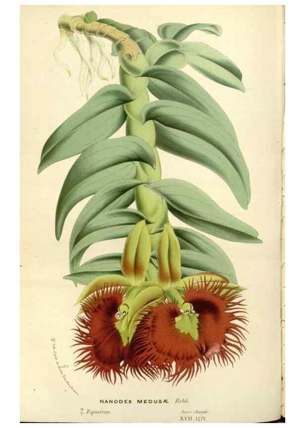 Reproducción/Reproduction 49587931216: Flore des serres et des jardins de l'Europe. A Gand :chez Louis van Houtte, eÌditeur,1845-1880.. 