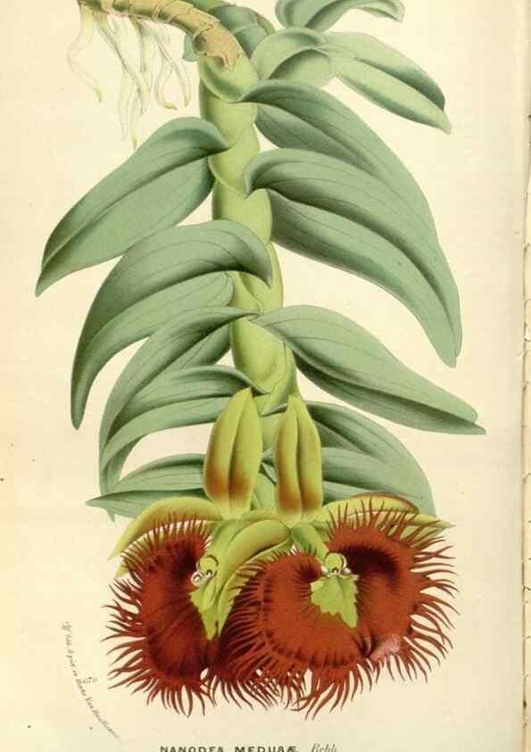 Reproducción/Reproduction 49587931216: Flore des serres et des jardins de l'Europe. A Gand :chez Louis van Houtte, eÌditeur,1845-1880.. 
