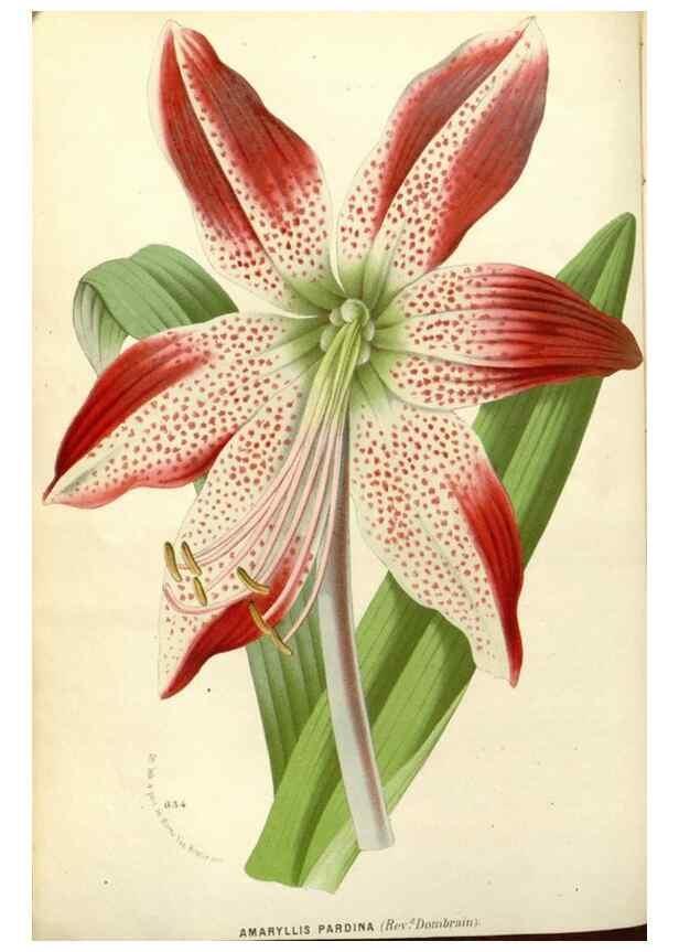 Reproducción/Reproduction 49587924636: Flore des serres et des jardins de l'Europe. A Gand :chez Louis van Houtte, eÌditeur,1845-1880.. 