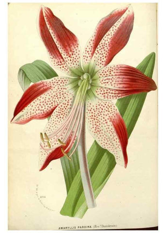 Reproducción/Reproduction 49587924636: Flore des serres et des jardins de l'Europe. A Gand :chez Louis van Houtte, eÌditeur,1845-1880.. 