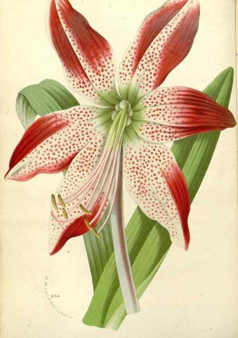 Reproducción/Reproduction 49587924636: Flore des serres et des jardins de l'Europe. A Gand :chez Louis van Houtte, eÌditeur,1845-1880.. 