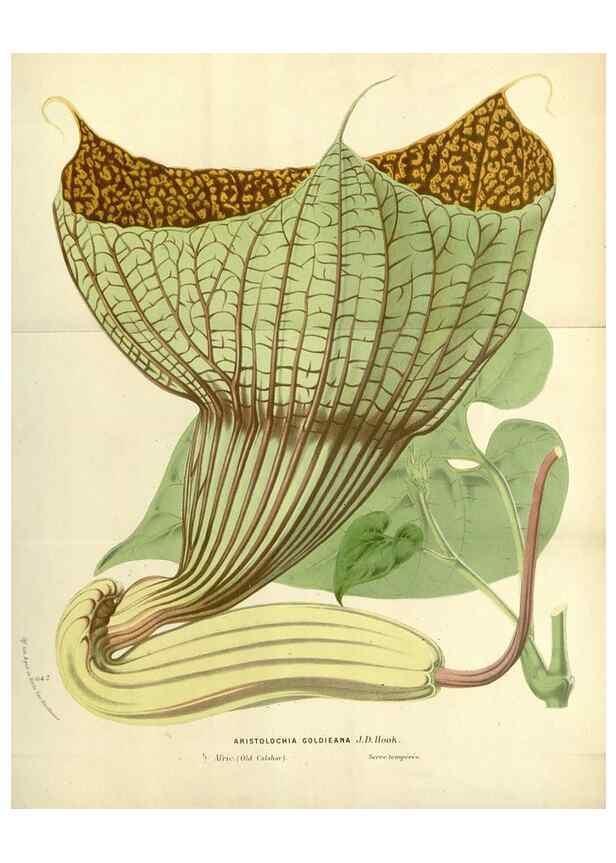 Reproducción/Reproduction 49588169892: Flore des serres et des jardins de l'Europe. A Gand :chez Louis van Houtte, eÌditeur,1845-1880.. 
