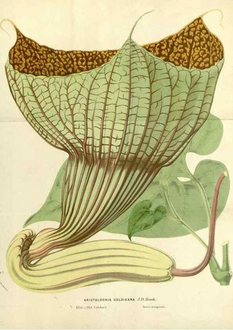 Reproducción/Reproduction 49588169892: Flore des serres et des jardins de l'Europe. A Gand :chez Louis van Houtte, eÌditeur,1845-1880.. 