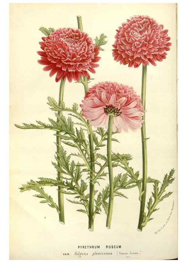 Reproducción/Reproduction 49587925376: Flore des serres et des jardins de l'Europe. A Gand :chez Louis van Houtte, eÌditeur,1845-1880.. 