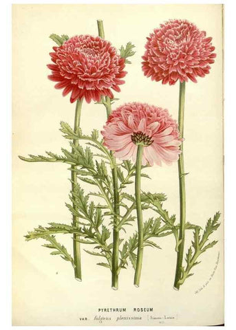 Reproducción/Reproduction 49587925376: Flore des serres et des jardins de l'Europe. A Gand :chez Louis van Houtte, eÌditeur,1845-1880.. 