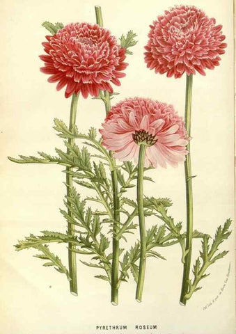 Reproducción/Reproduction 49587925376: Flore des serres et des jardins de l'Europe. A Gand :chez Louis van Houtte, eÌditeur,1845-1880.. 