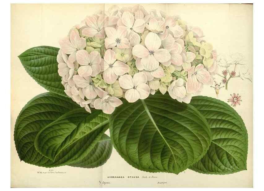 Reproducción/Reproduction 49587430808: Flore des serres et des jardins de l'Europe. A Gand :chez Louis van Houtte, eÌditeur,1845-1880.. 