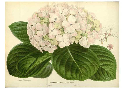 Reproducción/Reproduction 49587430808: Flore des serres et des jardins de l'Europe. A Gand :chez Louis van Houtte, eÌditeur,1845-1880.. 