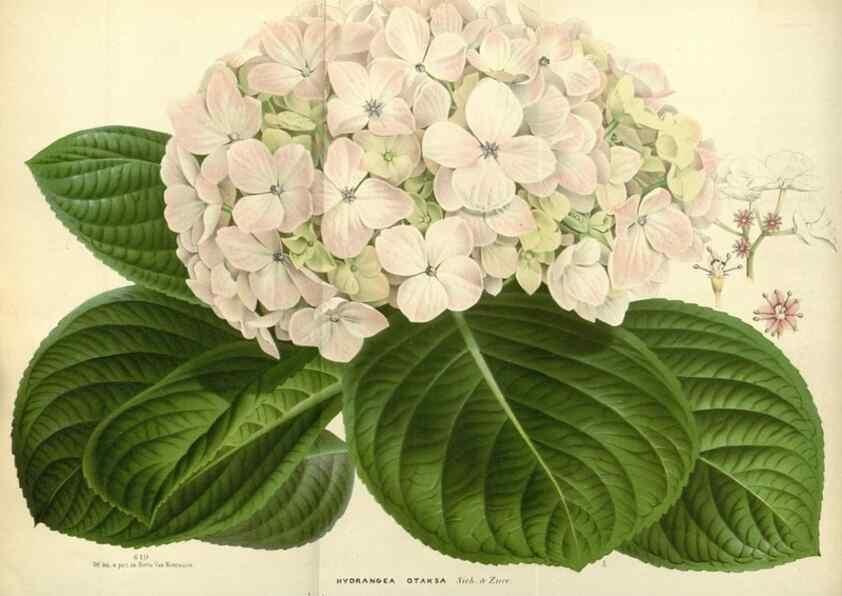 Reproducción/Reproduction 49587430808: Flore des serres et des jardins de l'Europe. A Gand :chez Louis van Houtte, eÌditeur,1845-1880.. 