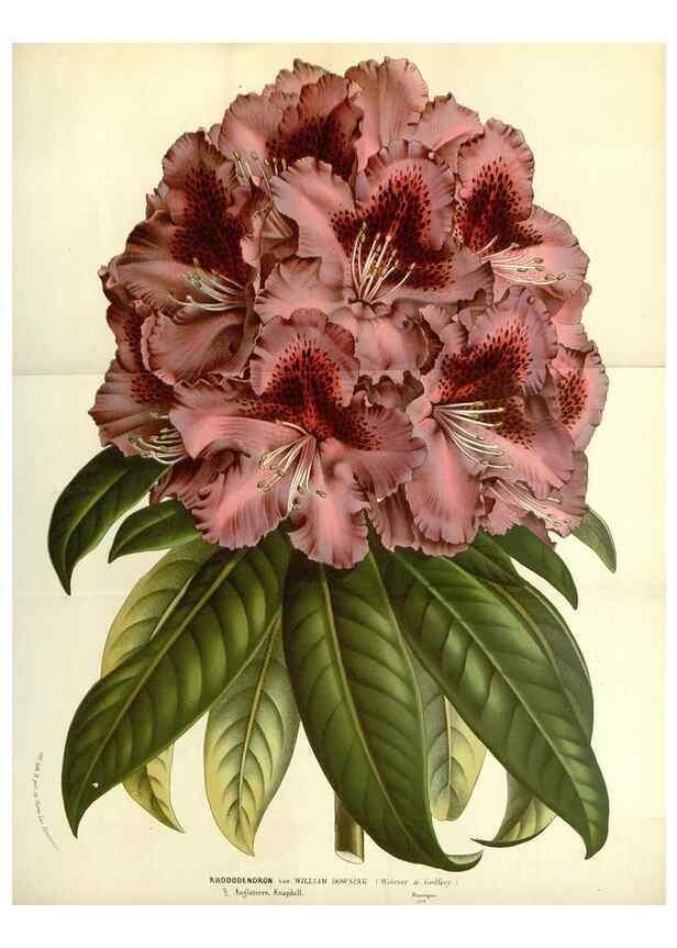 Reproducción/Reproduction 49587431063: Flore des serres et des jardins de l'Europe. A Gand :chez Louis van Houtte, eÌditeur,1845-1880.. 