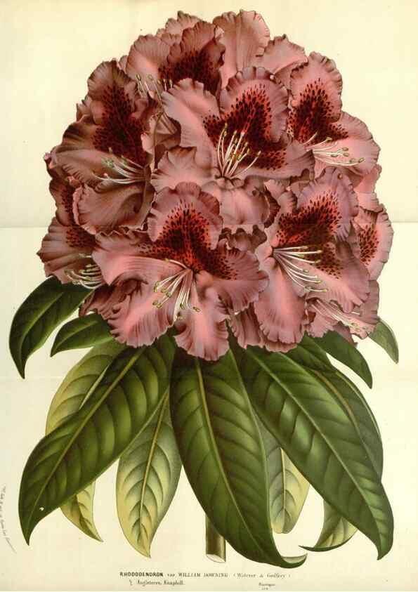 Reproducción/Reproduction 49587431063: Flore des serres et des jardins de l'Europe. A Gand :chez Louis van Houtte, eÌditeur,1845-1880.. 