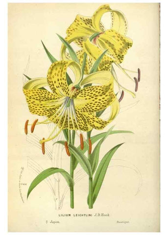 Reproducción/Reproduction 49587926066: Flore des serres et des jardins de l'Europe. A Gand :chez Louis van Houtte, eÌditeur,1845-1880.. 
