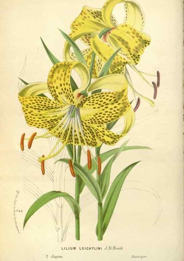 Reproducción/Reproduction 49587926066: Flore des serres et des jardins de l'Europe. A Gand :chez Louis van Houtte, eÌditeur,1845-1880.. 