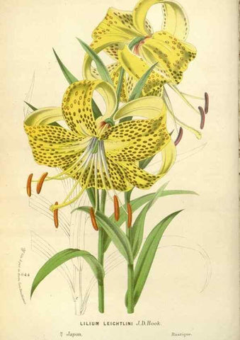 Reproducción/Reproduction 49587926066: Flore des serres et des jardins de l'Europe. A Gand :chez Louis van Houtte, eÌditeur,1845-1880.. 