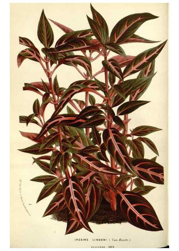 Reproducción/Reproduction 49588171142: Flore des serres et des jardins de l'Europe. A Gand :chez Louis van Houtte, eÌditeur,1845-1880.. 