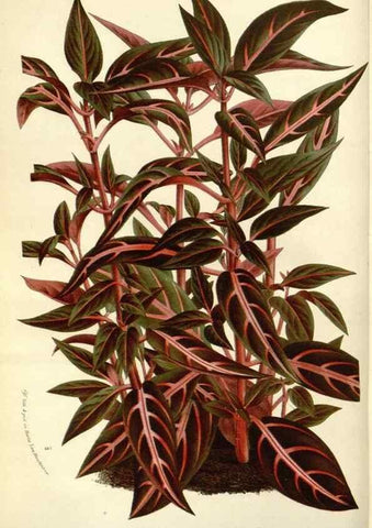 Reproducción/Reproduction 49588171142: Flore des serres et des jardins de l'Europe. A Gand :chez Louis van Houtte, eÌditeur,1845-1880.. 