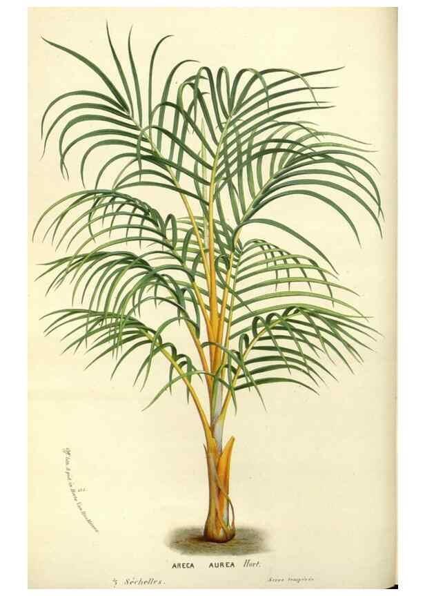 Reproducción/Reproduction 49588171377: Flore des serres et des jardins de l'Europe. A Gand :chez Louis van Houtte, eÌditeur,1845-1880.. 