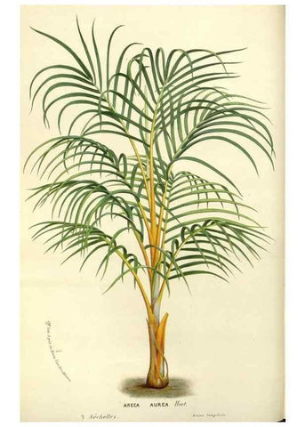 Reproducción/Reproduction 49588171377: Flore des serres et des jardins de l'Europe. A Gand :chez Louis van Houtte, eÌditeur,1845-1880.. 