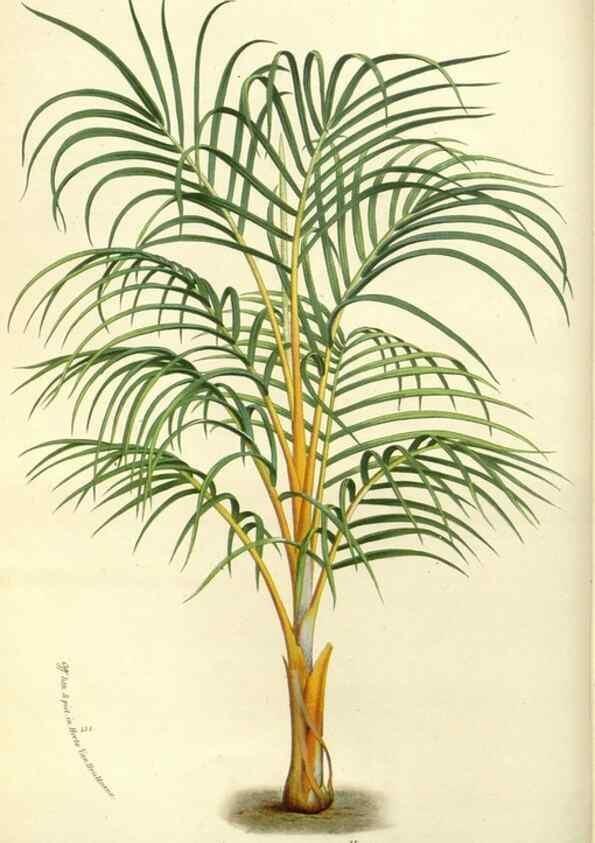 Reproducción/Reproduction 49588171377: Flore des serres et des jardins de l'Europe. A Gand :chez Louis van Houtte, eÌditeur,1845-1880.. 