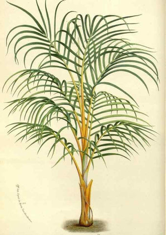 Reproducción/Reproduction 49588171377: Flore des serres et des jardins de l'Europe. A Gand :chez Louis van Houtte, eÌditeur,1845-1880.. 