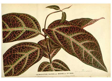 Reproducción/Reproduction 49588169662: Flore des serres et des jardins de l'Europe. A Gand :chez Louis van Houtte, eÌditeur,1845-1880.. 
