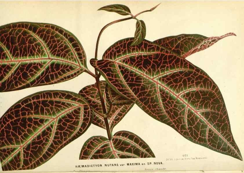 Reproducción/Reproduction 49588169662: Flore des serres et des jardins de l'Europe. A Gand :chez Louis van Houtte, eÌditeur,1845-1880.. 