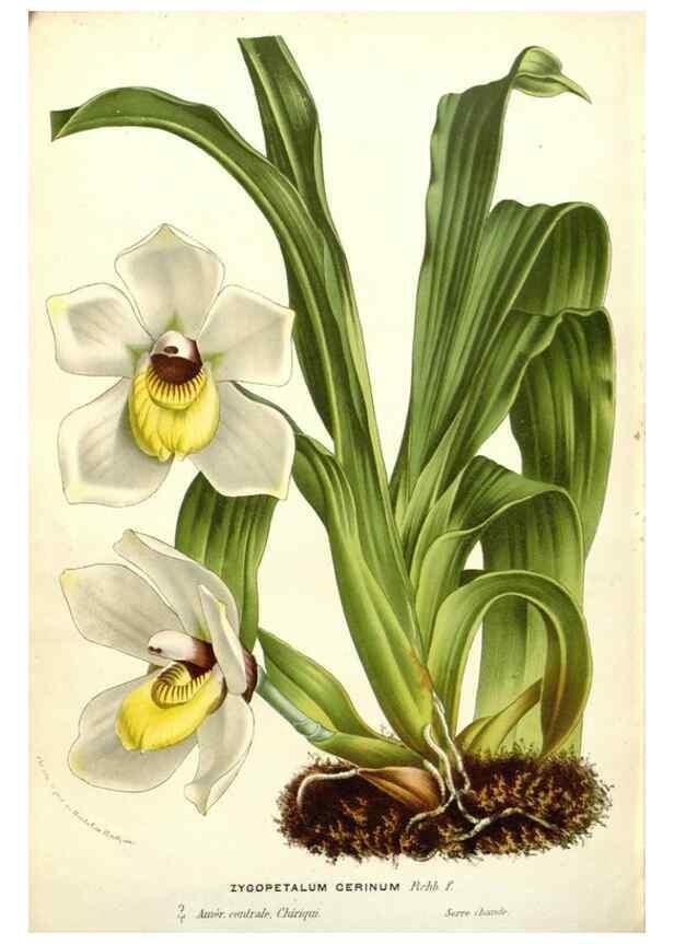 Reproducción/Reproduction 49588184597: Flore des serres et des jardins de l'Europe. A Gand :chez Louis van Houtte, eÌditeur,1845-1880.. 